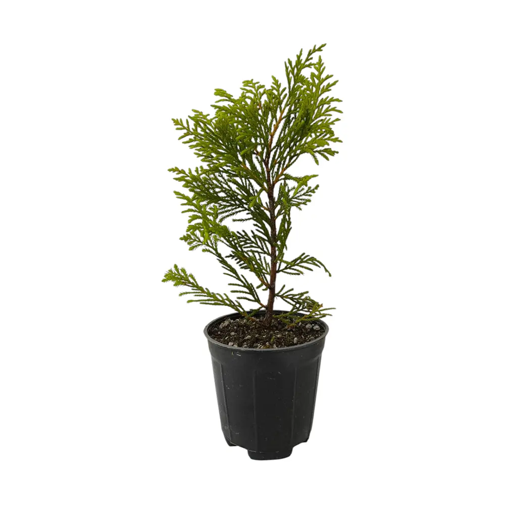 Кипарис Лейланда Голд Райдер / Cupressus Leylandii Gold Rider купить