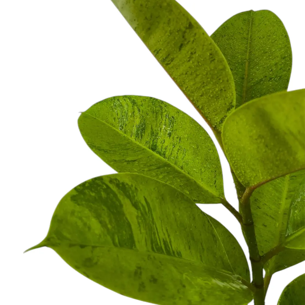 Фикус эластика "Шривериана" / Ficus elastica "Schrijveriana" купить