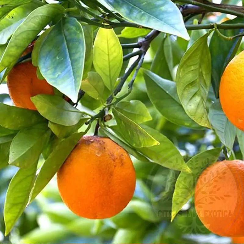 Апельсин Кара-Кара Навел / Orange Cara Cara Navel — цитрусовое растение, детальное фото
