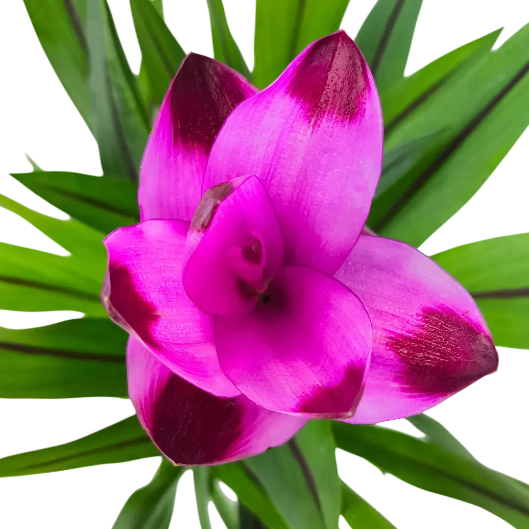 Куркума Сиам Сплэш / Curcuma alismatifolia SIAM SPLASH купить