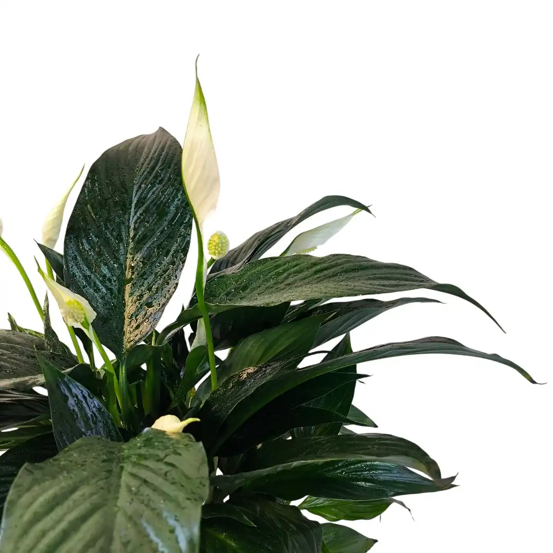 Спатифиллум Краун / Spathiphyllum Crown купить
