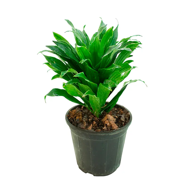 Драцена фрагранс / Dracaena fragrans купить