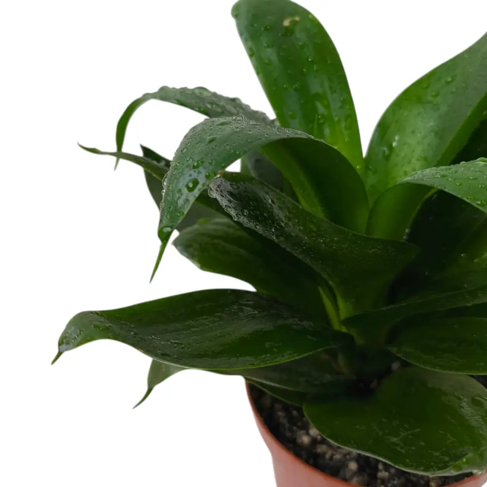 Сансевиерия trifasciata "Hahnii Black Jade" купить