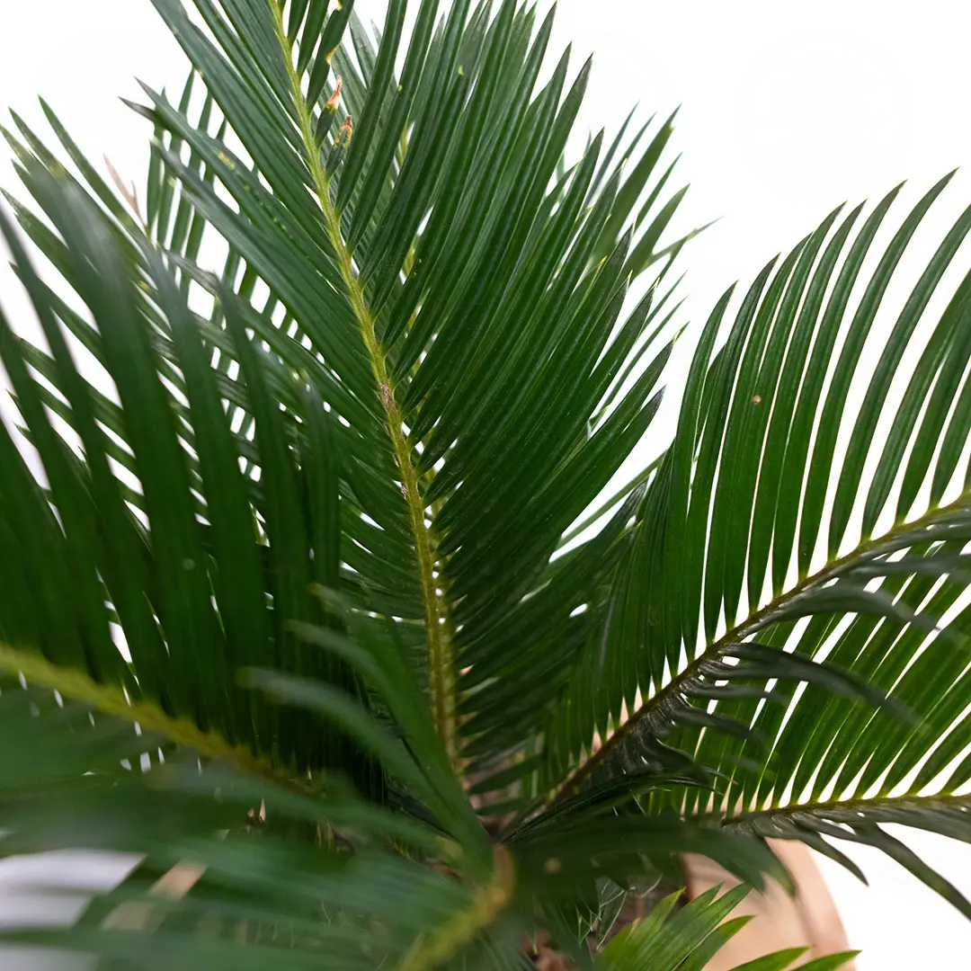 Цикас поникающий / Cycas Revoluta купить