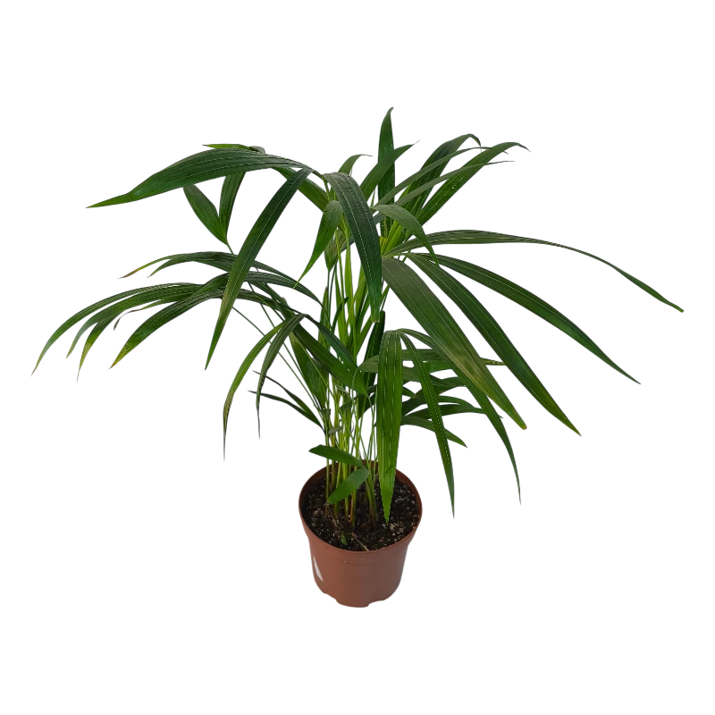 Арековая пальма (Dypsis lutescens) купить