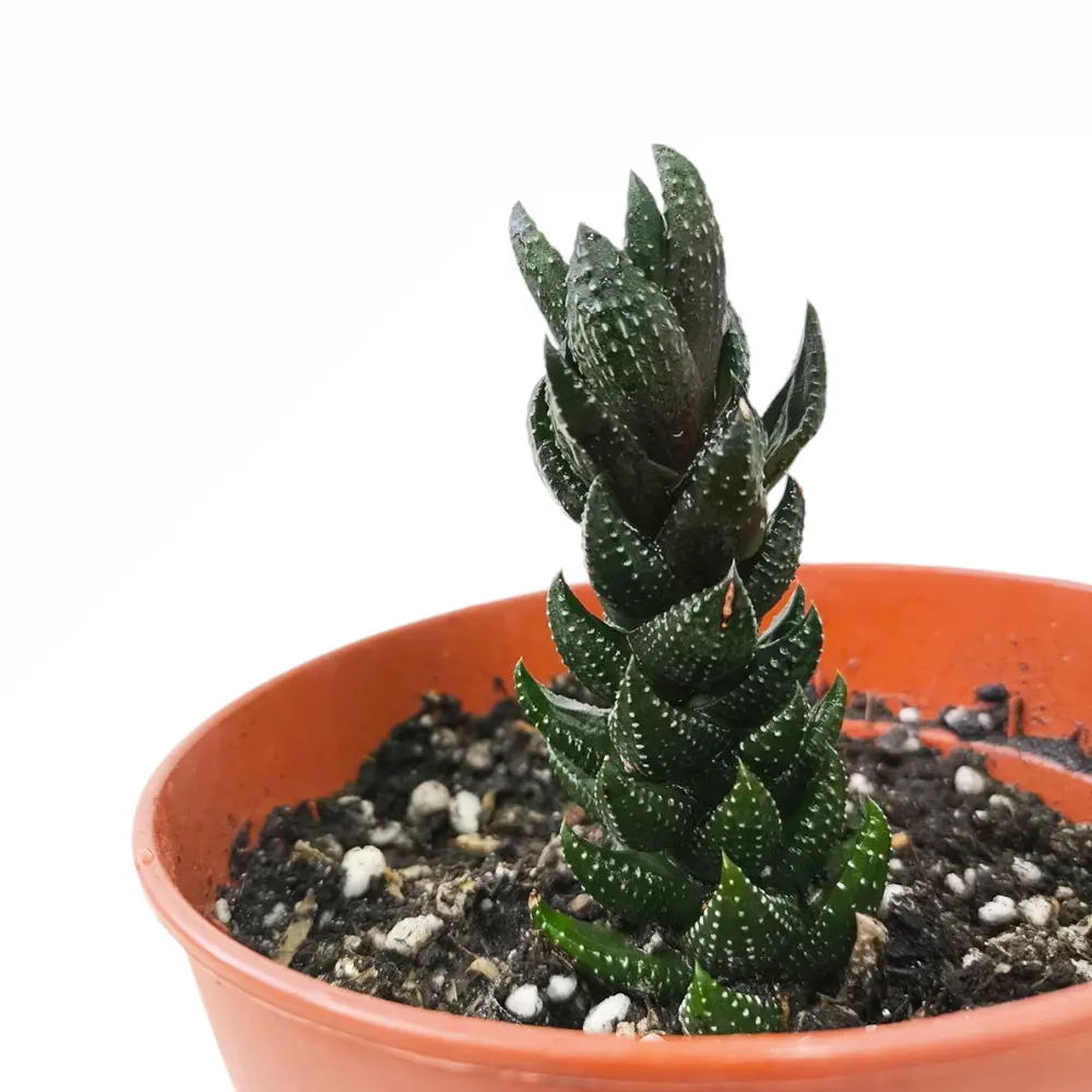 Хавортия микс / Haworthia Pumila African Pearl купить