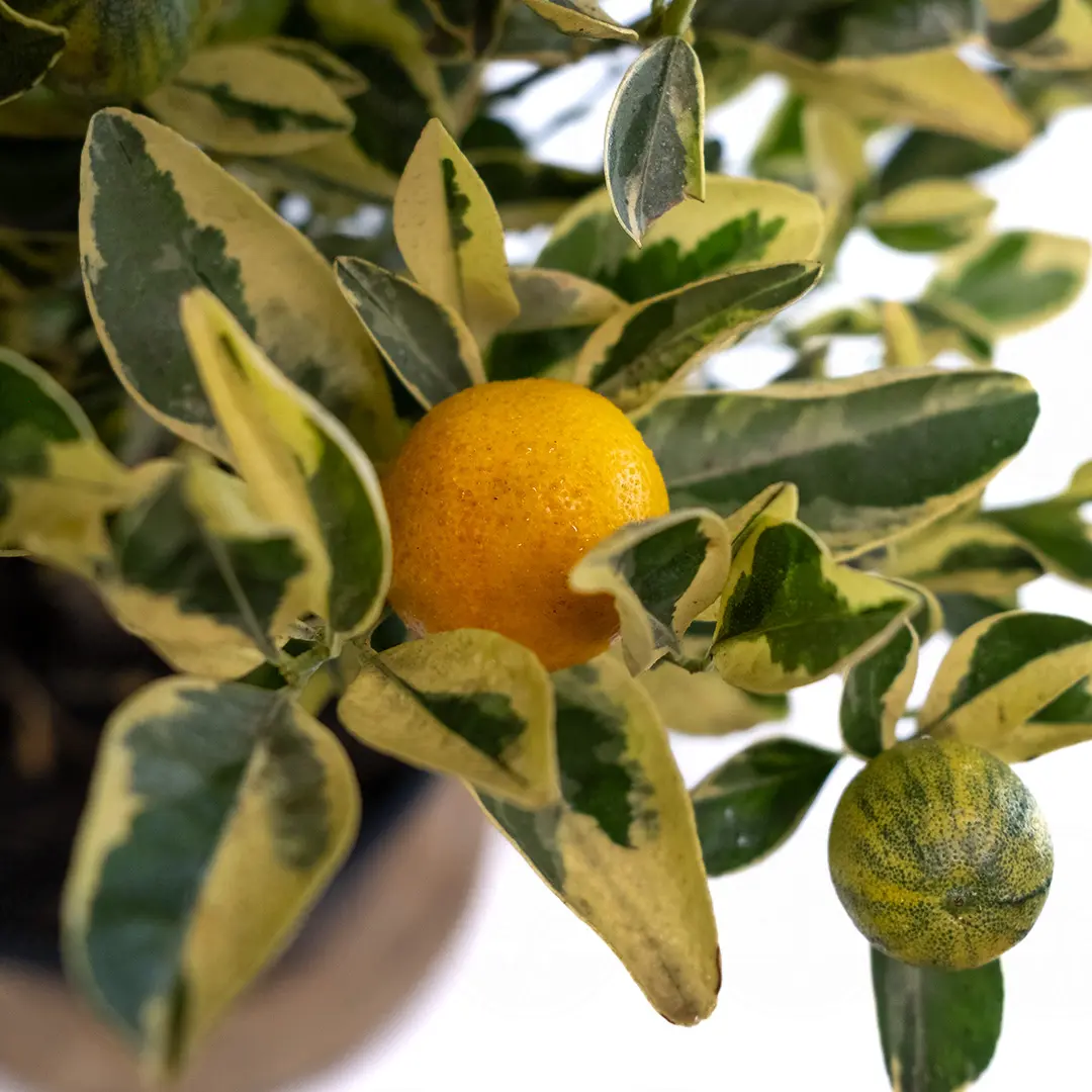 Каламондин вариегатный / Calamondin — цитрусовое растение, детальное фото
