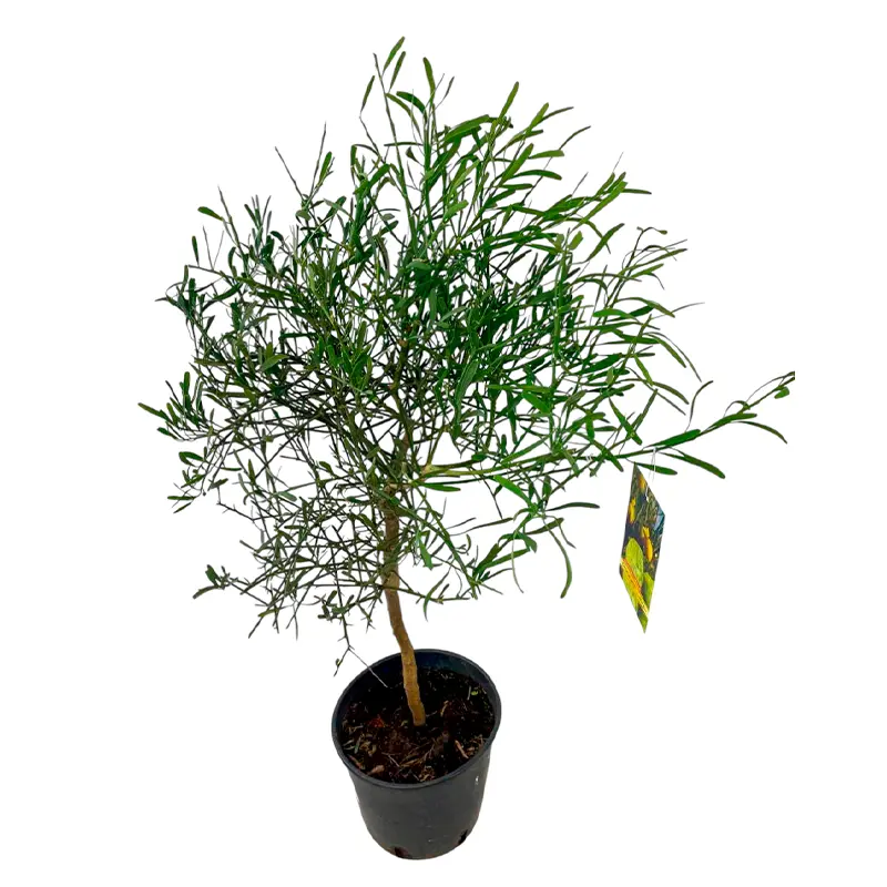 Микроцитрус Глаука / Пустынный лайм / Microcitrus Glauca — цитрусовое растение, детальное фото
