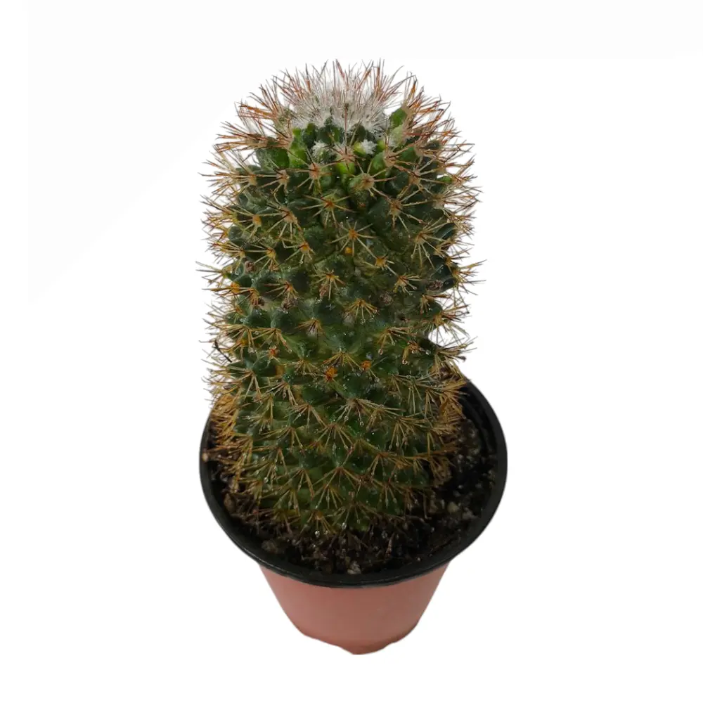 Маммиллярия усатая / Mammillaria mystax купить