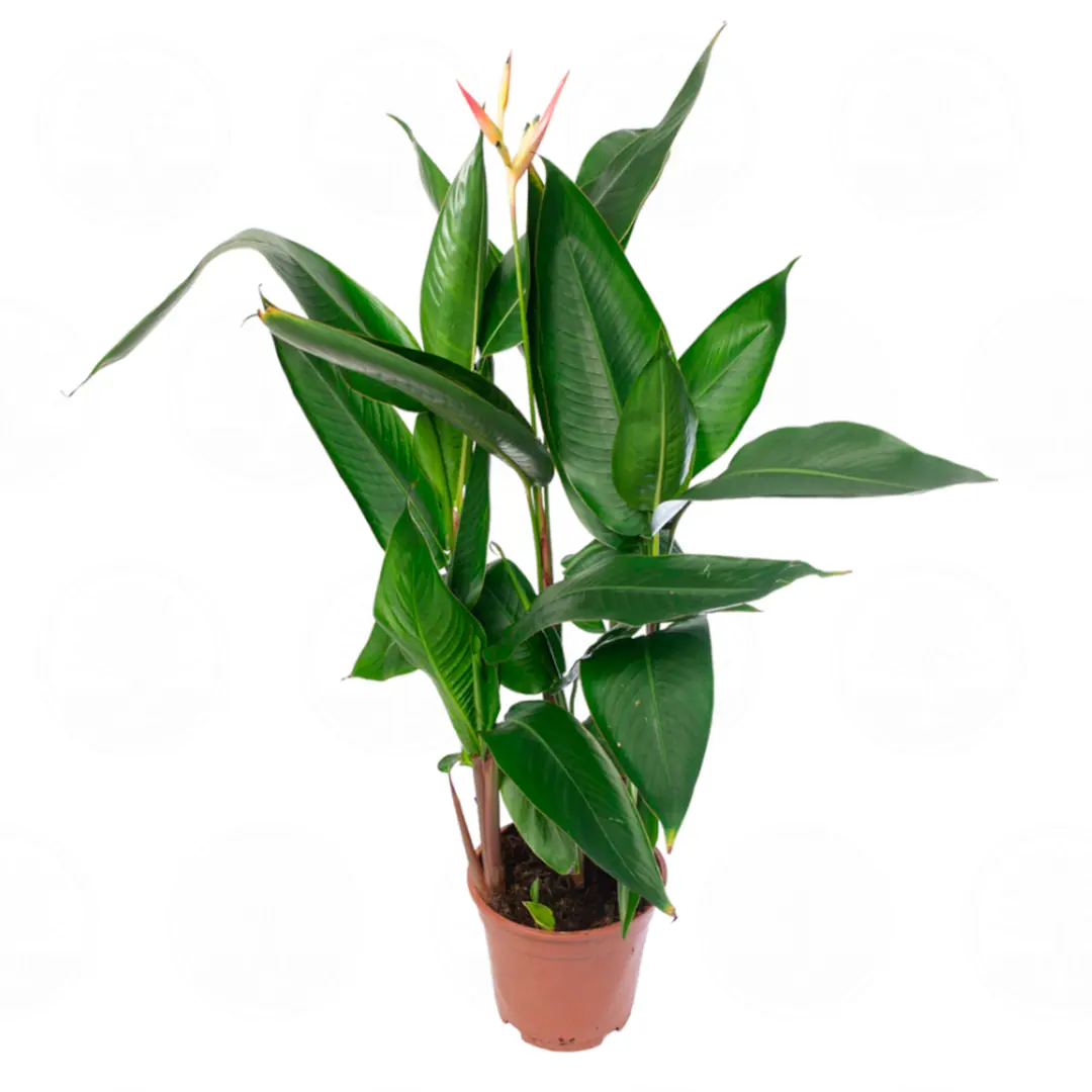 Геликония Гаваи / Heliconia Hawaï купить