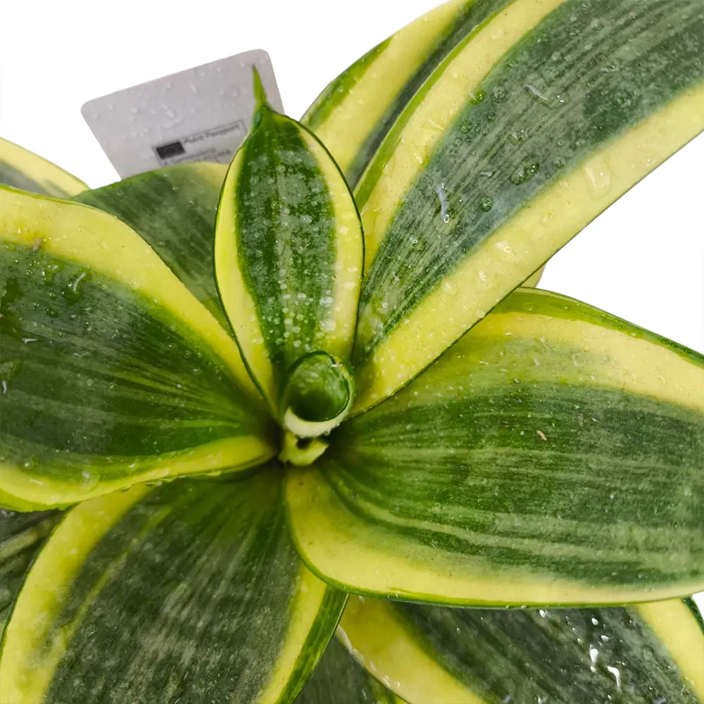 Сансевиерия trifasciata "Golden Hahnii" купить
