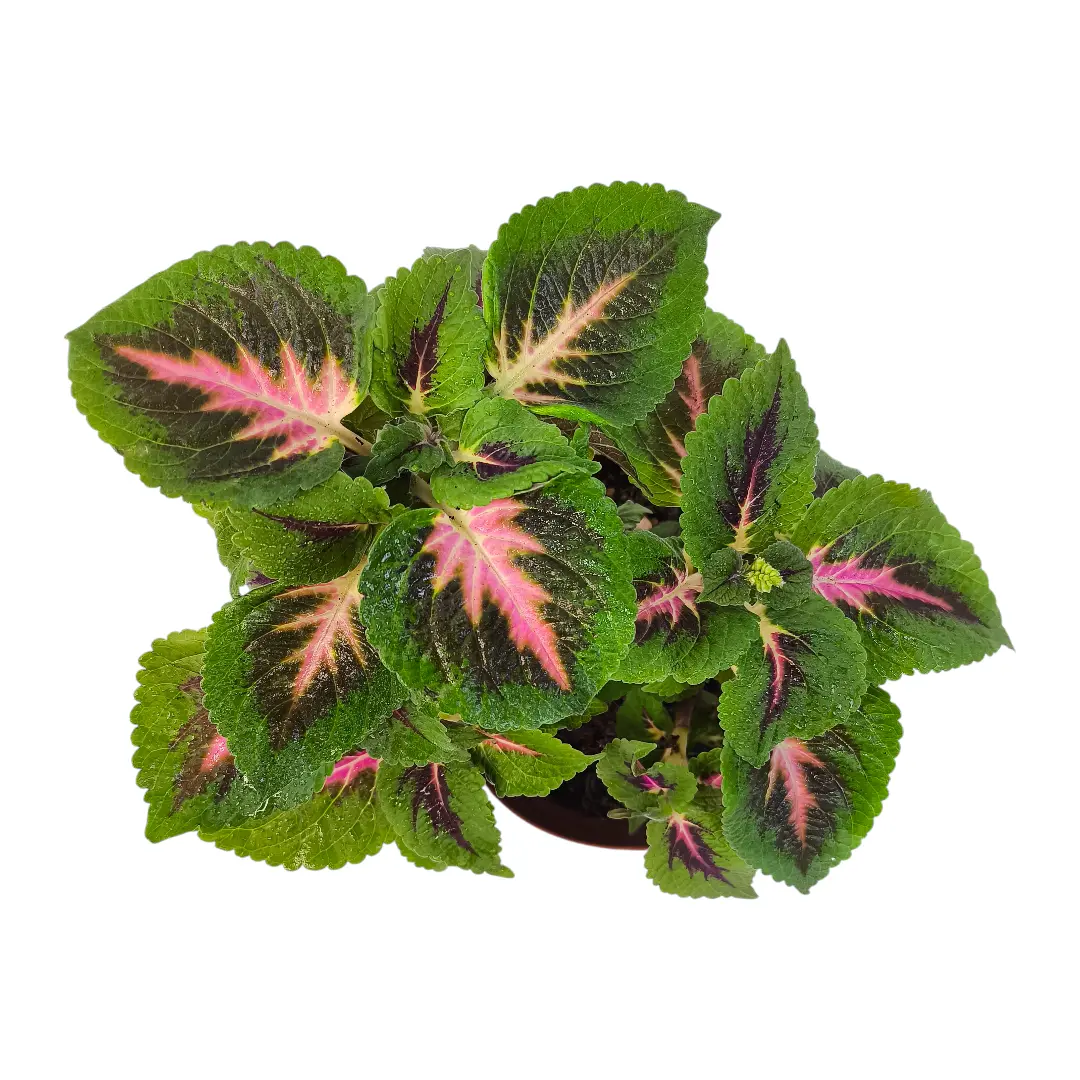 Колеус минимал/ Coleus Minimaal 3 Soorten купить