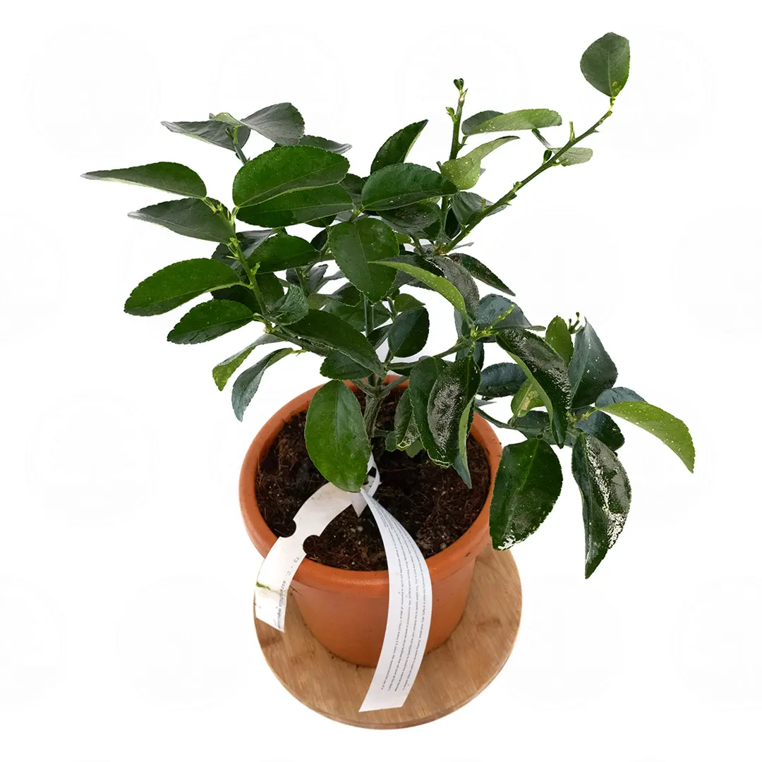 Лайм Неаполитанский / Lime Neapolitanum — цитрусовое растение, детальное фото
