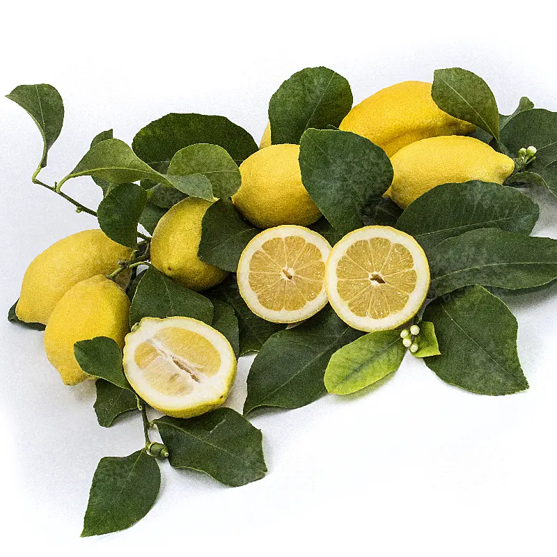Купить лимон Фемминелло Загара Бьянка (Citrus limon "Femminello zagara bianca")