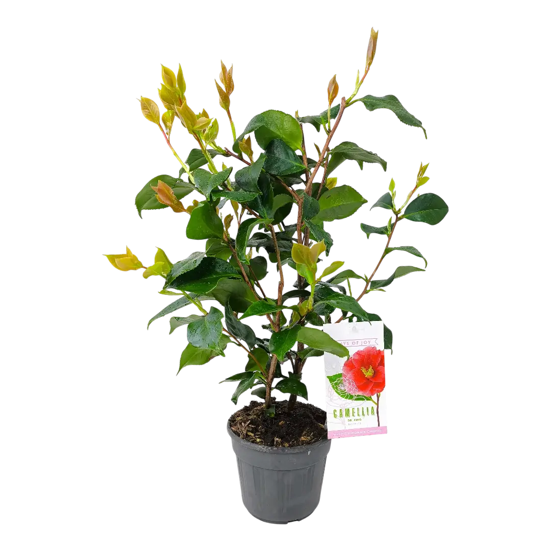 Камелия японская Доктор Кинг / Camellia japonica Dr. King купить