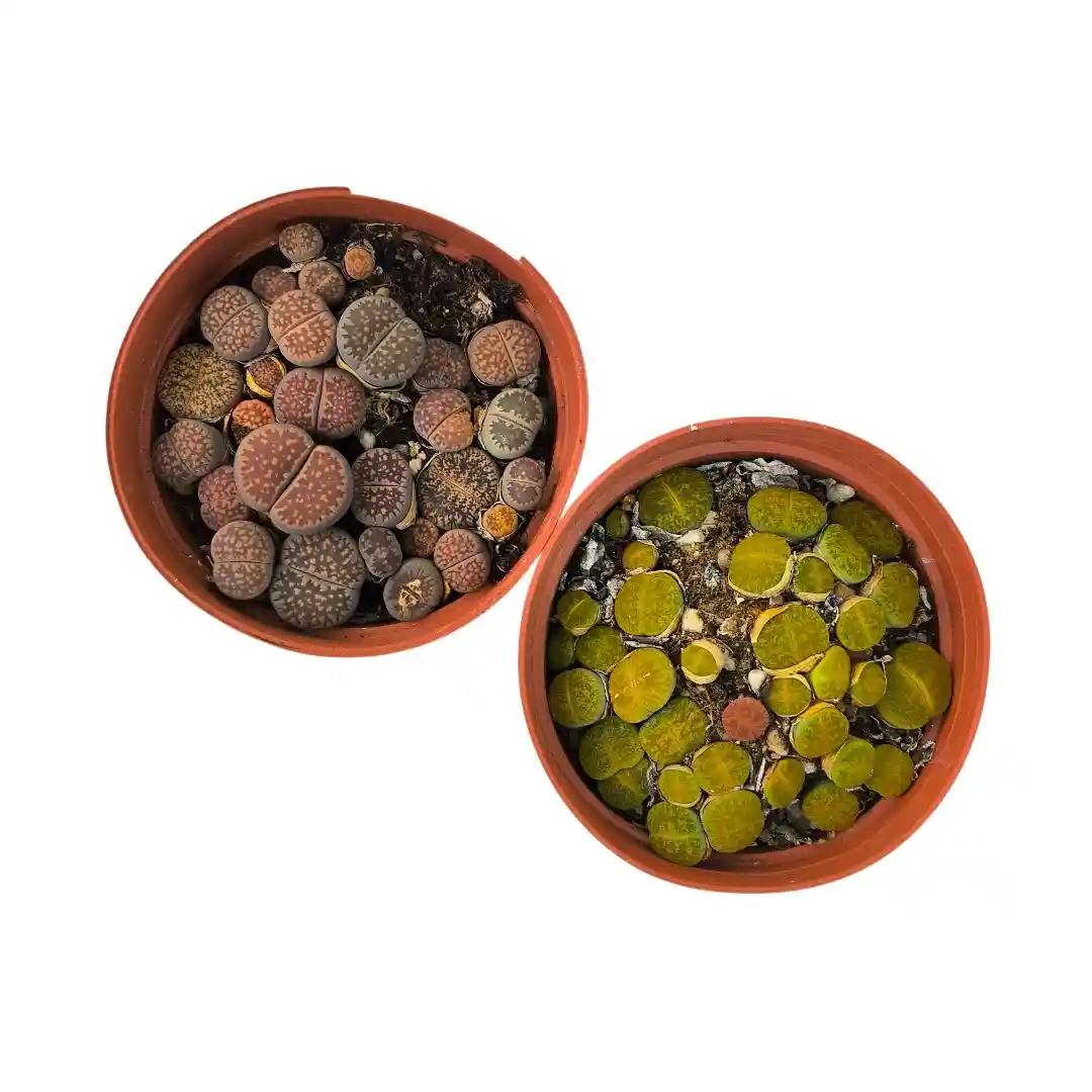 Литопс Лжеобрубленный / Lithops pseudotruncatella купить