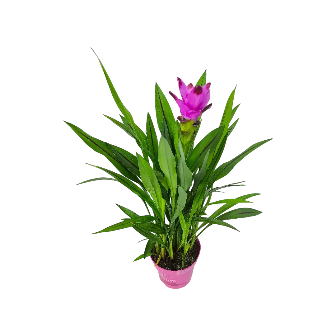Куркума Сиам Сплэш / Curcuma alismatifolia SIAM SPLASH купить