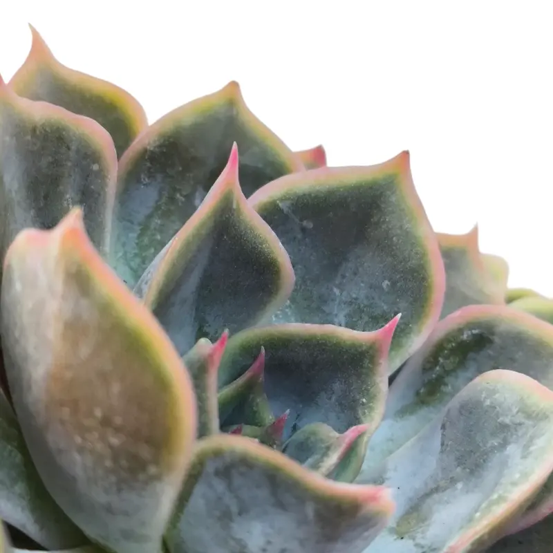 Эхеверия Фиона / Echeveria Fiona купить