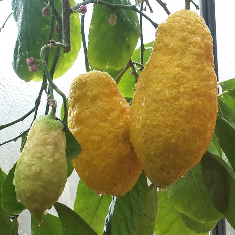 Цитрон Пиретто / Citrus medica Piretto — цитрусовое растение, детальное фото
