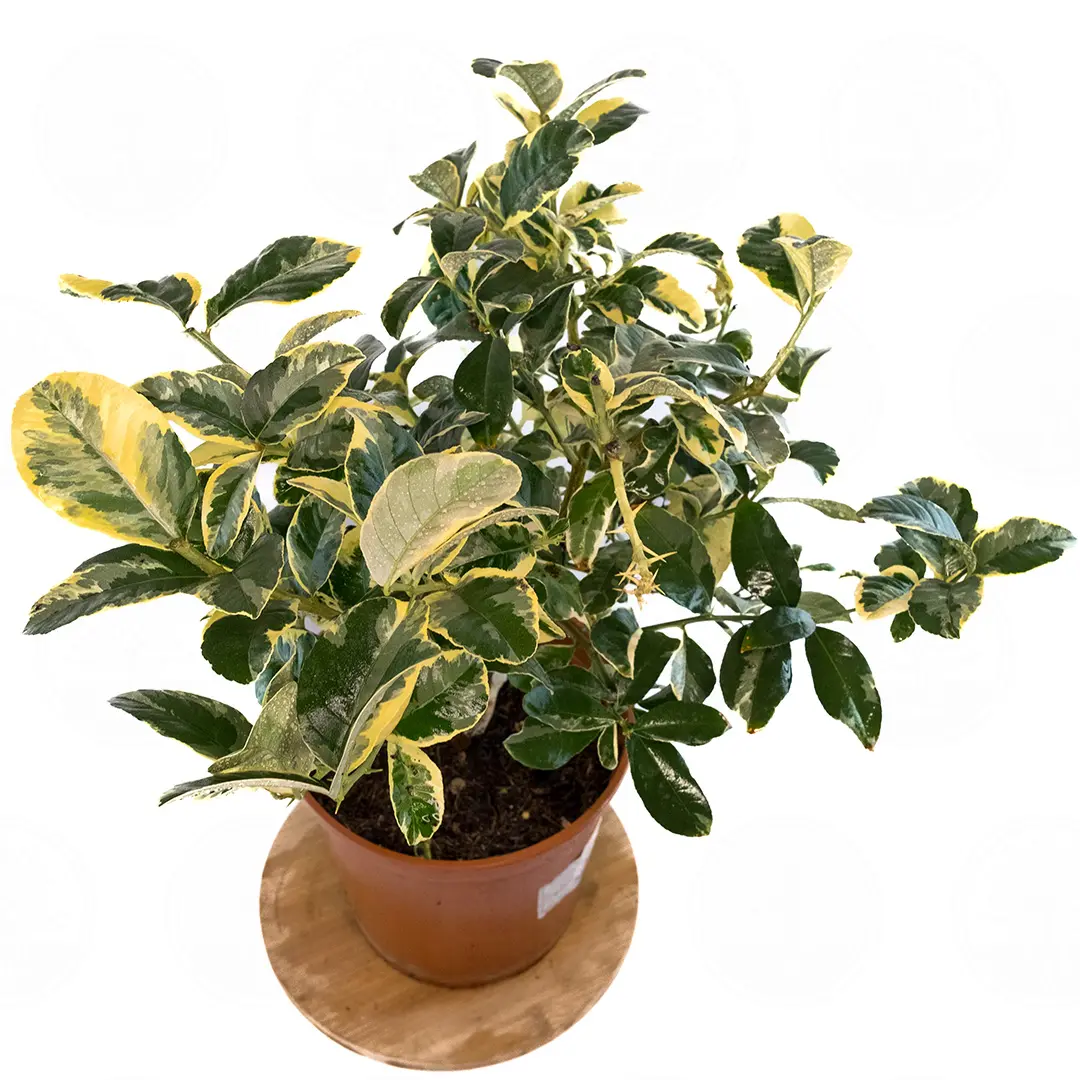 Лайм Таити вариегатный / Lime Tahitian — цитрусовое растение, детальное фото
