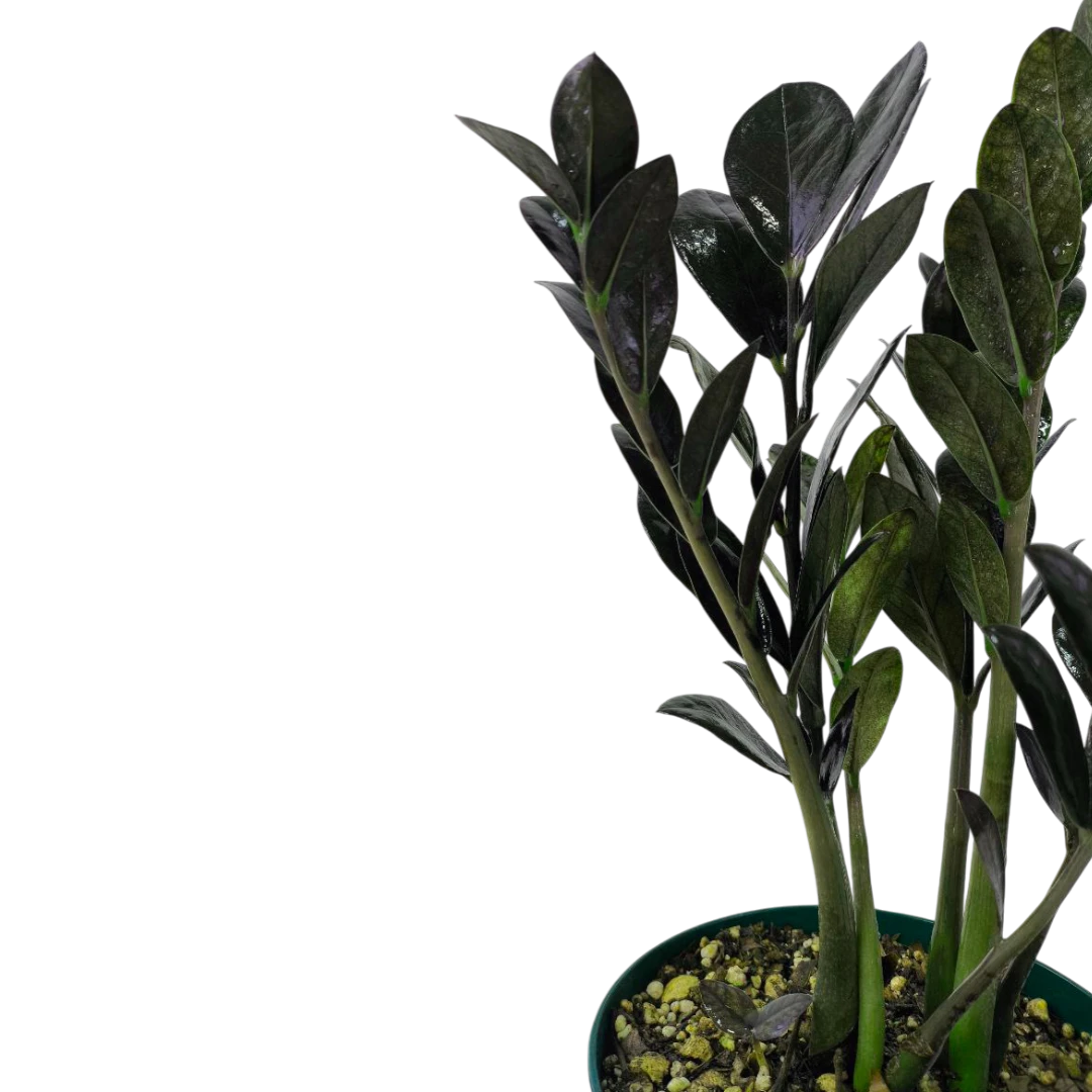 Замиокулькас Равен/ Zamioculcas zamiifolia "Raven" купить