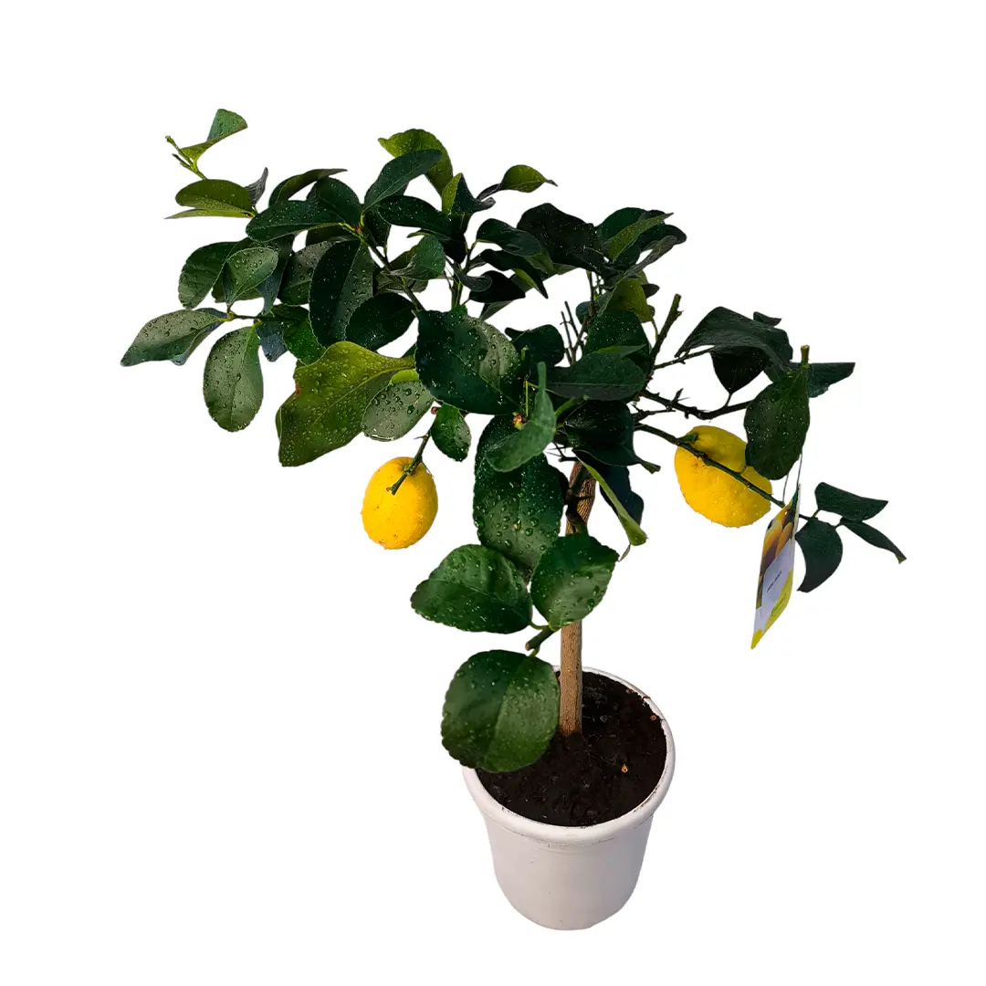 Лимон Аранчио / Lemon Arancio — цитрусовое растение, детальное фото
