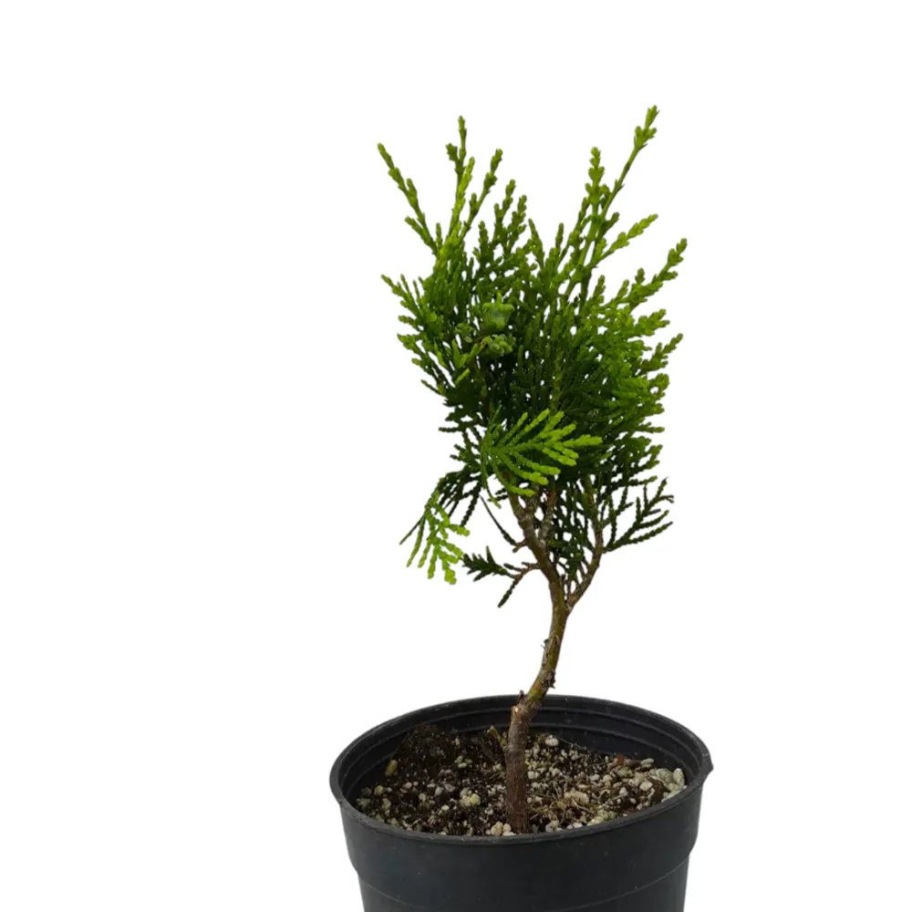 Туя Восточная / Thuja Orientalis pyramidalis купить