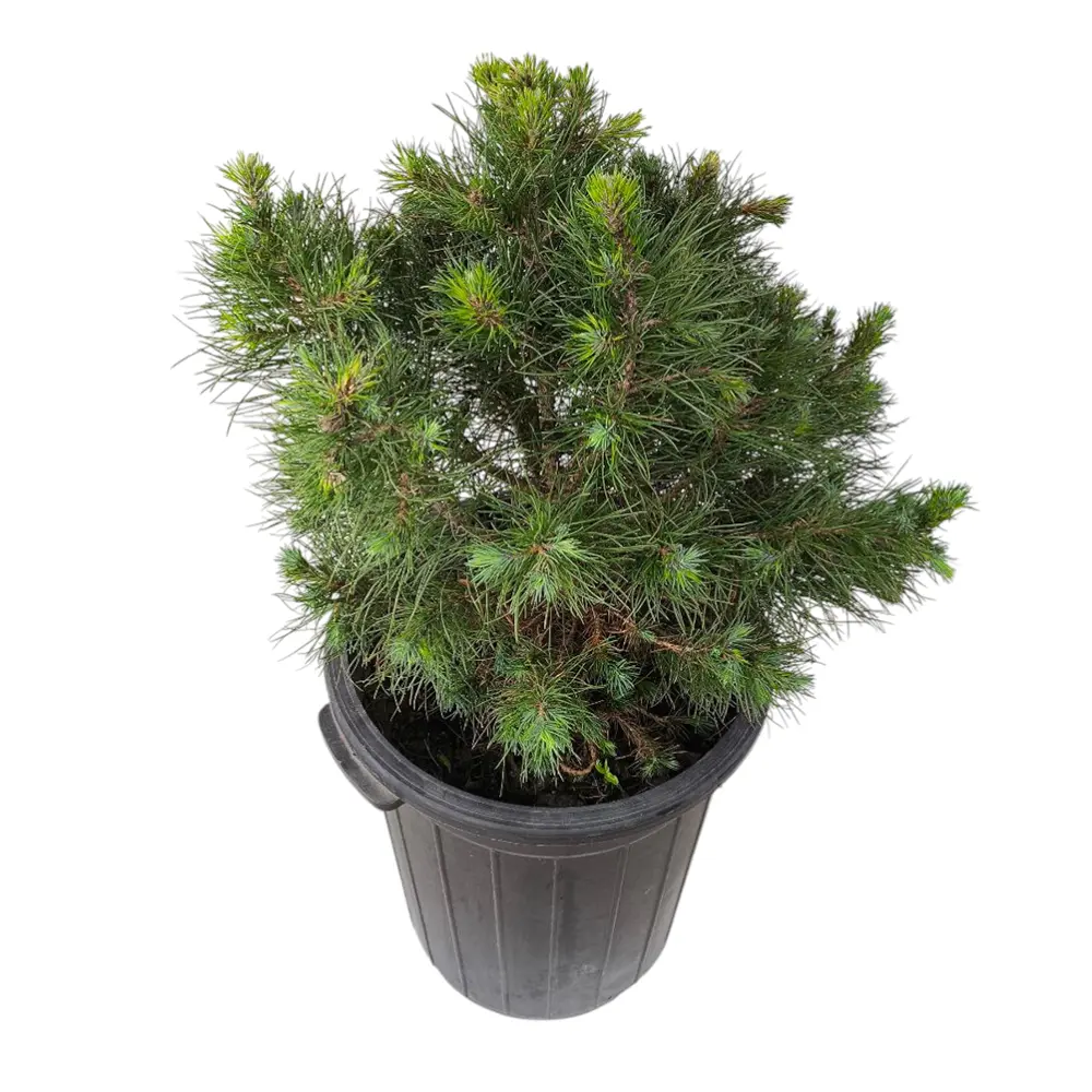 Сосна горная / Pinus mugo купить