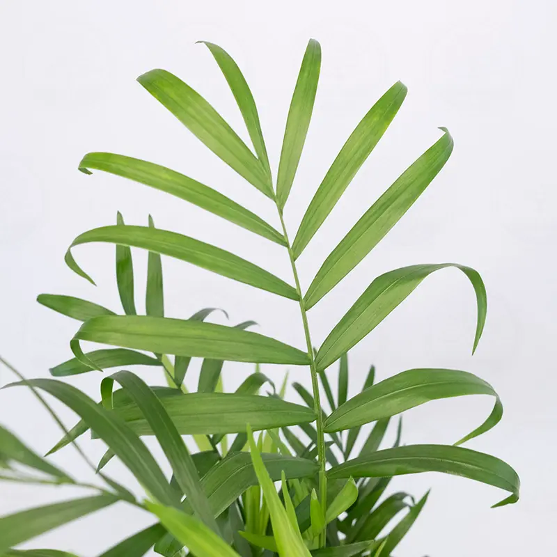 Хамедорея Элеганс / Chamaedorea Elegans купить