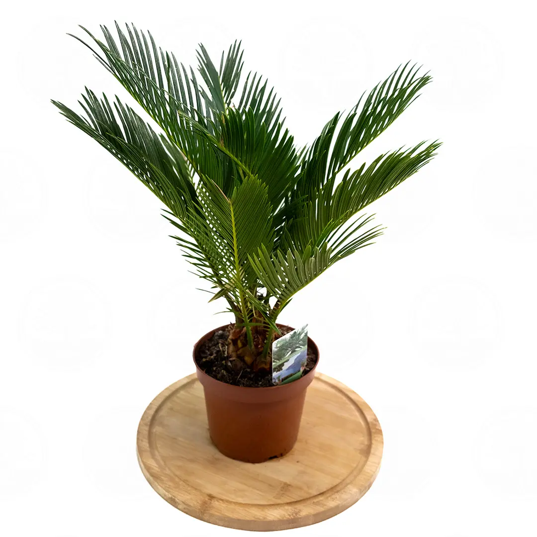 Цикас поникающий / Cycas Revoluta купить