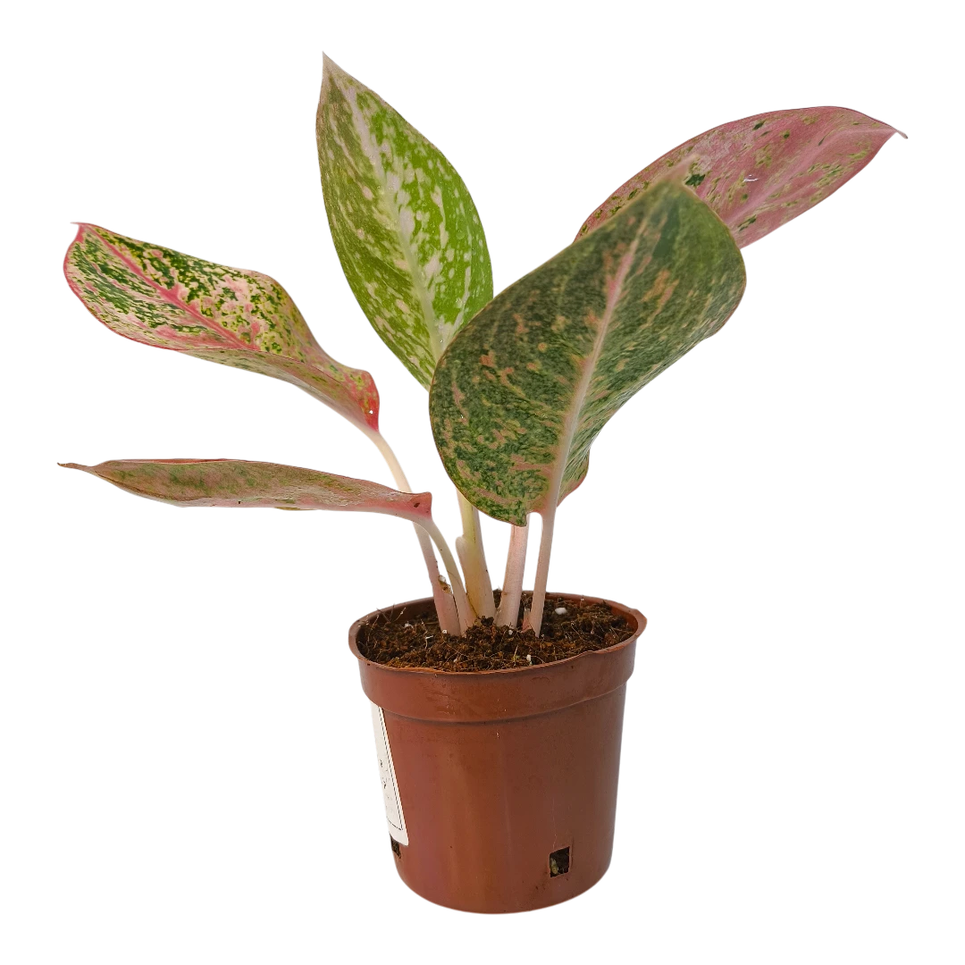 Аглаонема Руби Супер Пинк / Aglaonema 'Ruby Super Pink купить