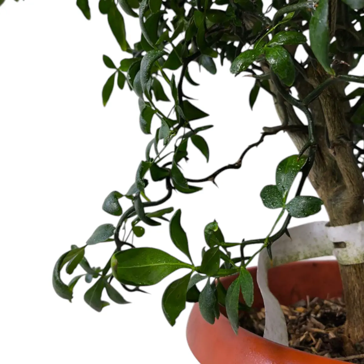 Понцирус Монструоза / Poncirus trifoliata Monstruosa — цитрусовое растение, детальное фото
