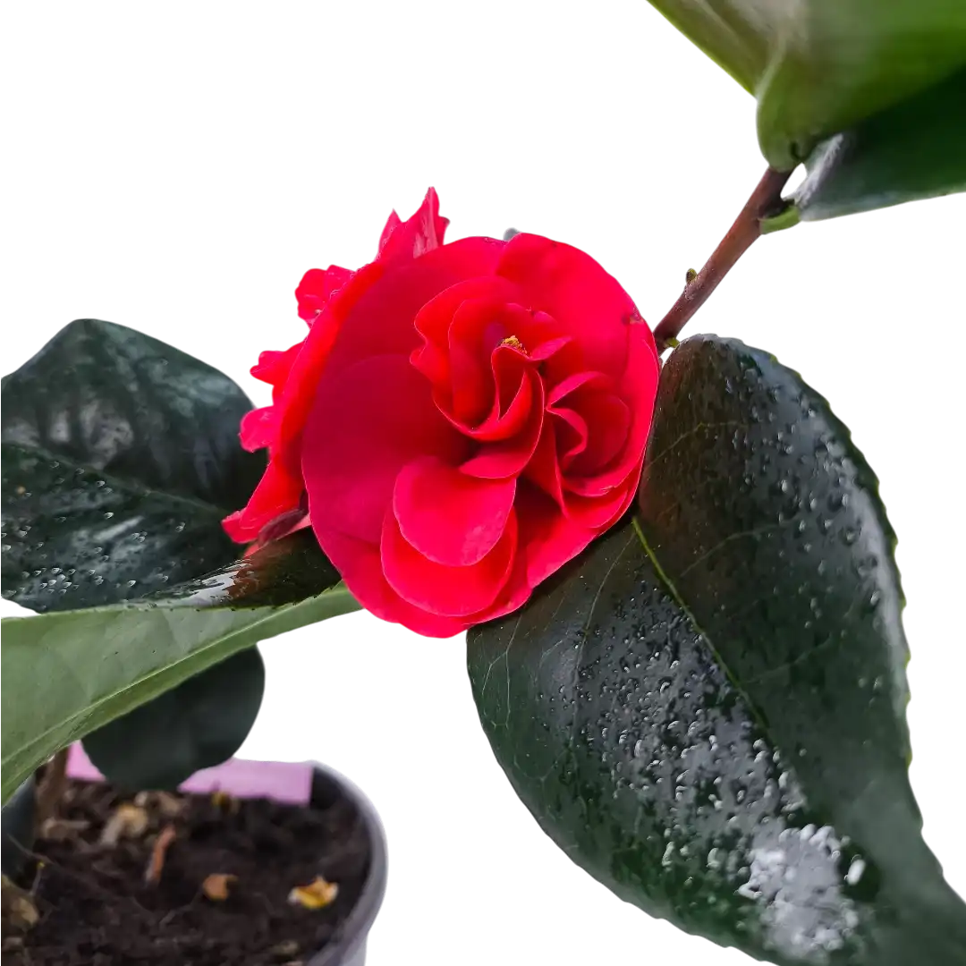 Камелия японская Леди Кэмпбелл / Camellia japonica Lady Campbell купить
