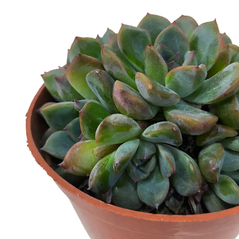 Эхеверия Апус / Echeveria Apus купить