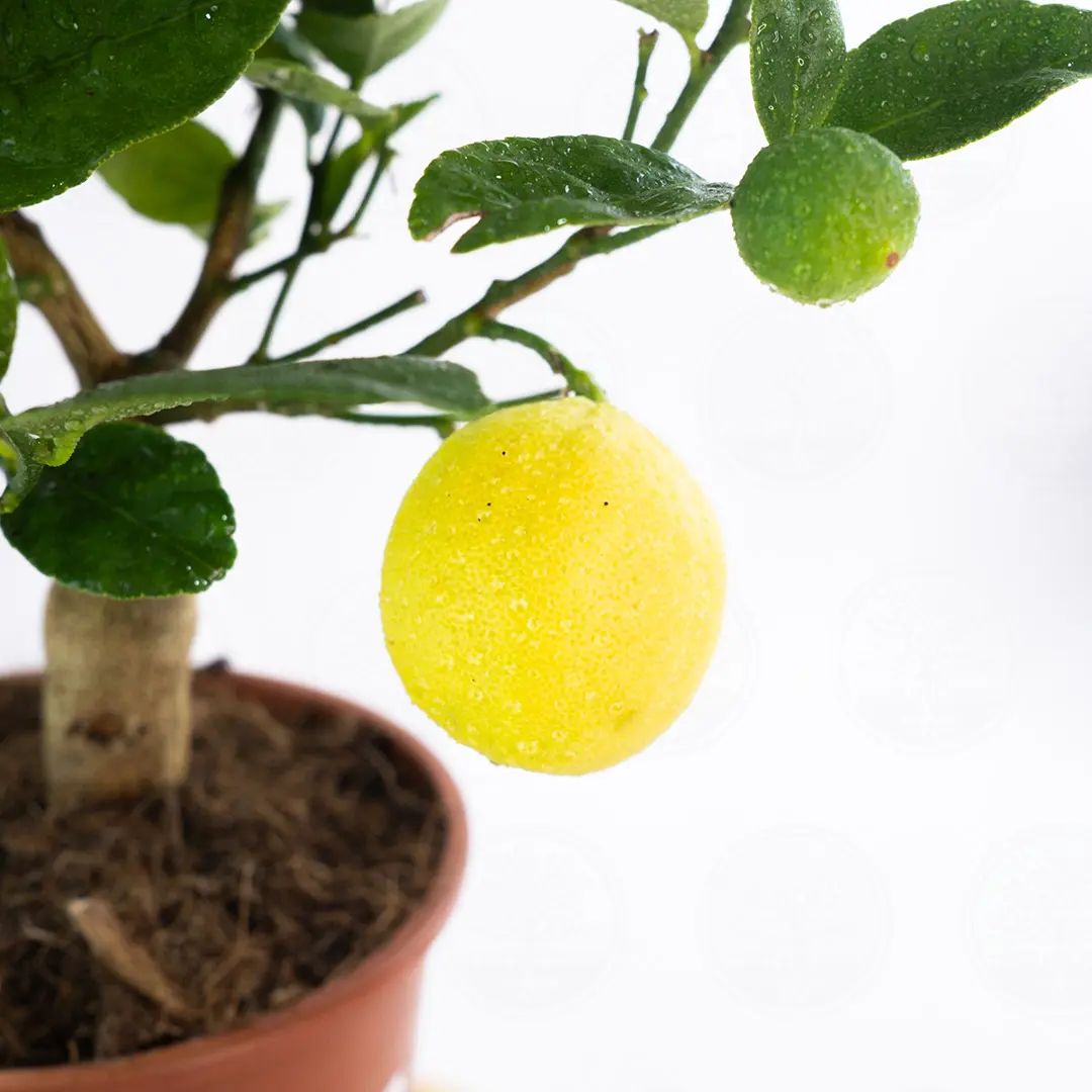 Лайм / Lime — цитрусовое растение, детальное фото
