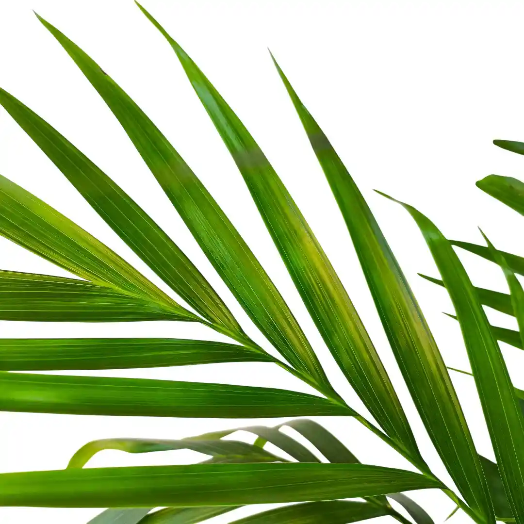 Хамедорея каскадная / Chamaedorea cataractarum купить