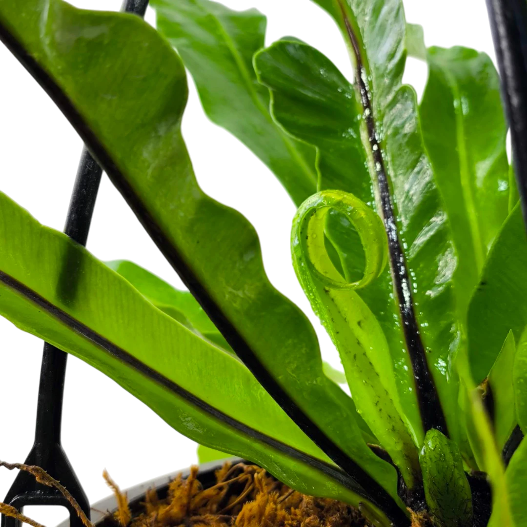Асплениум / Asplenium Antiquum купить