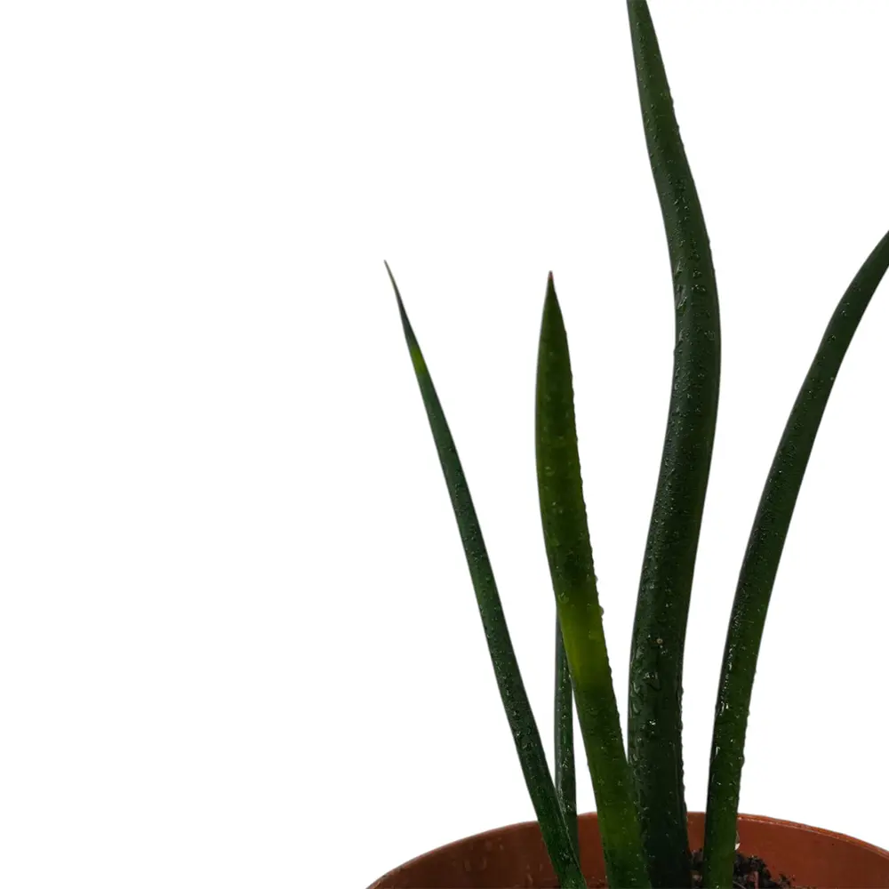 Сансевиерия цилиндрика / Sansevieria Cylindrica купить