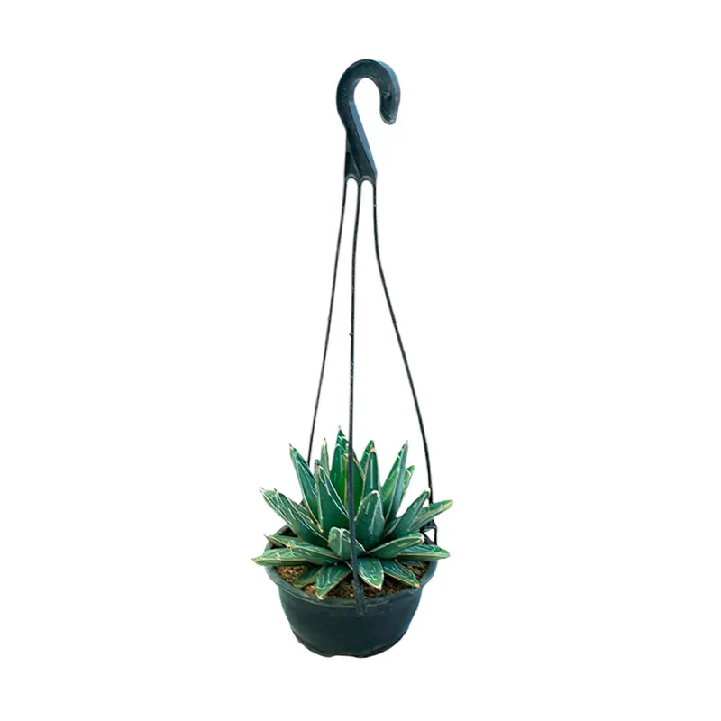 Агава "Виктория Регина" / Agave "Victoriae Reginae" купить