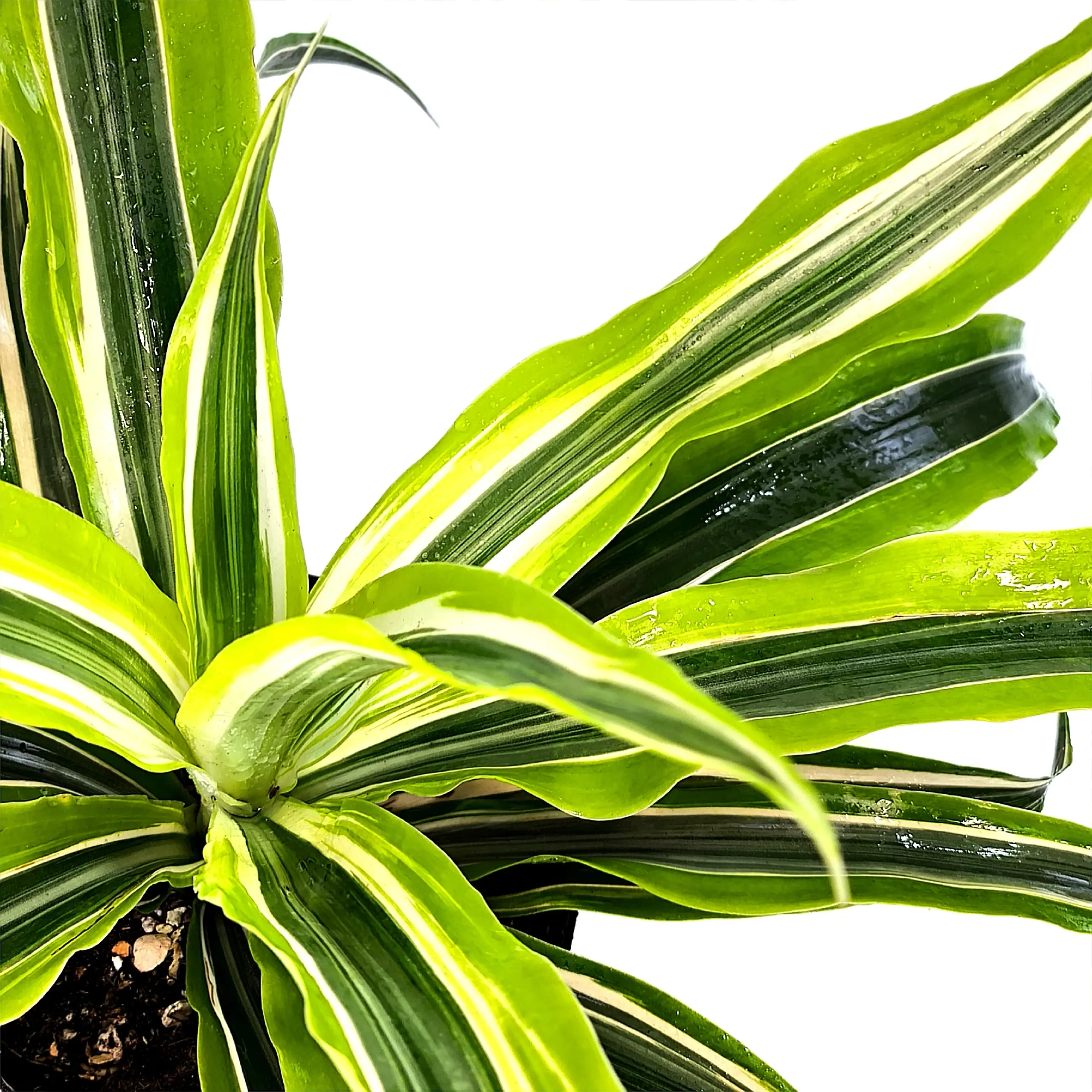 Dracaena Royers Gold листья