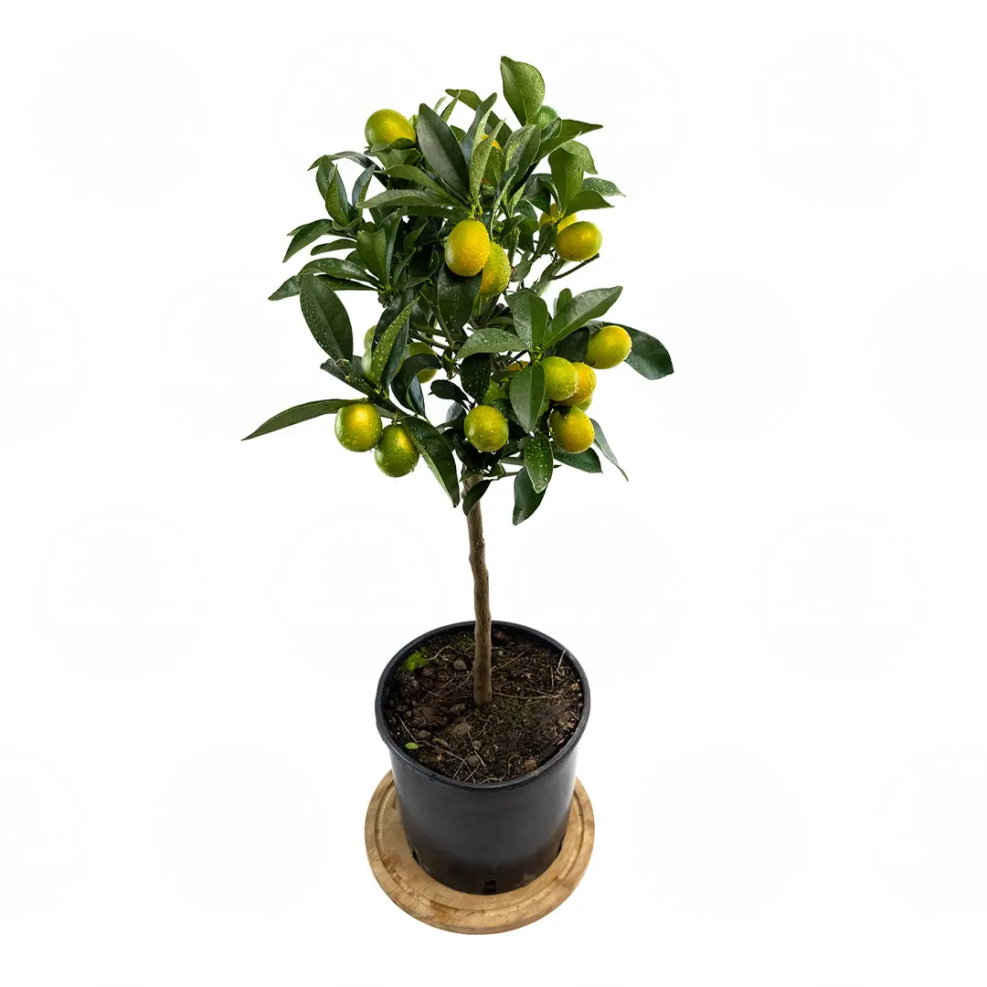 Кумкват Мейва / Kumquat Meiwa — цитрусовое растение, детальное фото
