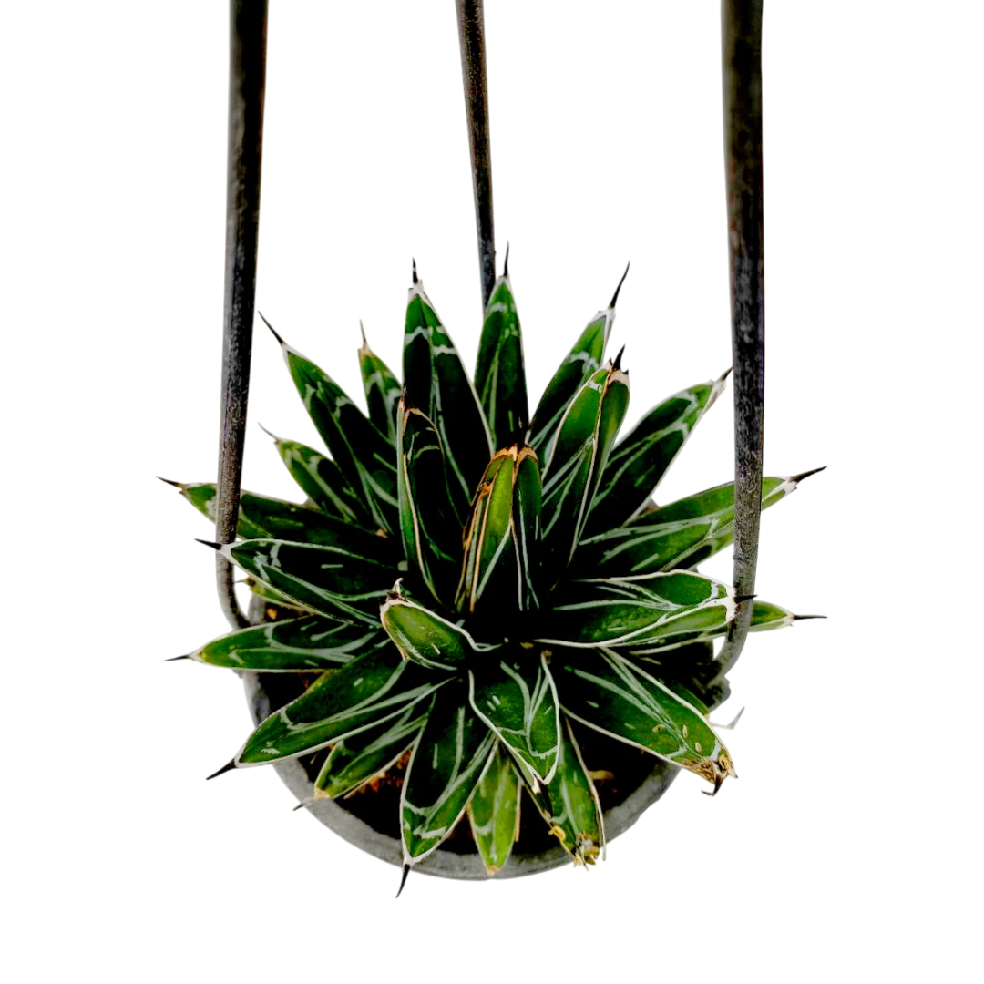 Агава "Виктория Регина" / Agave "Victoriae Reginae" купить