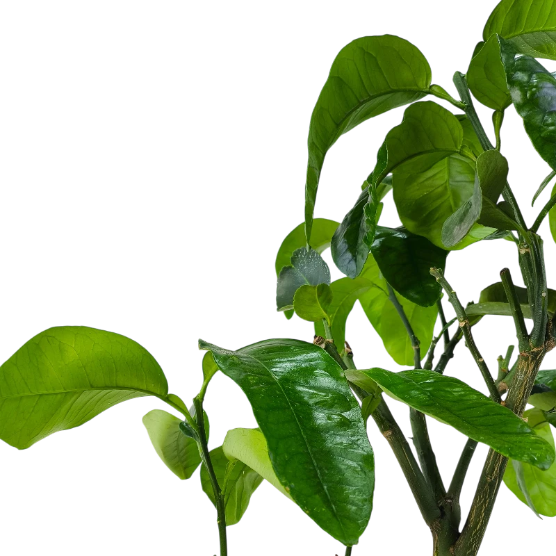 Грейпфрут Свити или Оробланко / Grapefruit Sweetie or Oroblanco — цитрусовое растение, детальное фото
