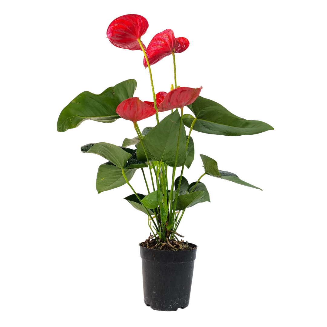 Антуриум Андреанум Валера / Anthurium Andreanum Valera купить