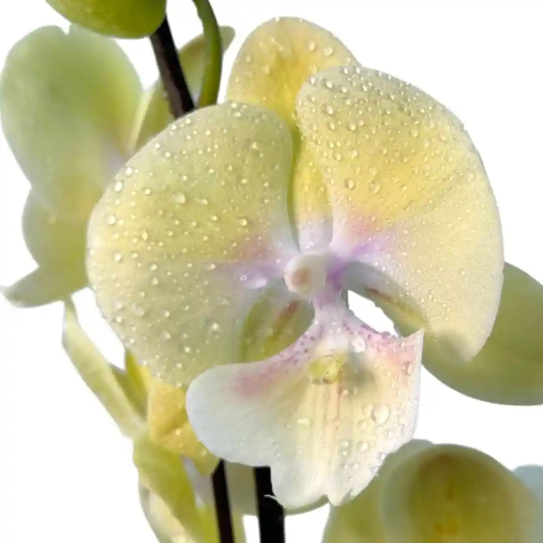Фаленопсис Король Обезьян / Phalaenopsis 'Monkey King' 1 ств купить