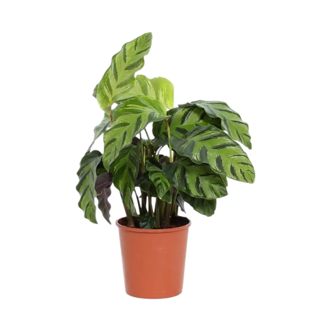 Калатея Мисто / Calathea Misto купить