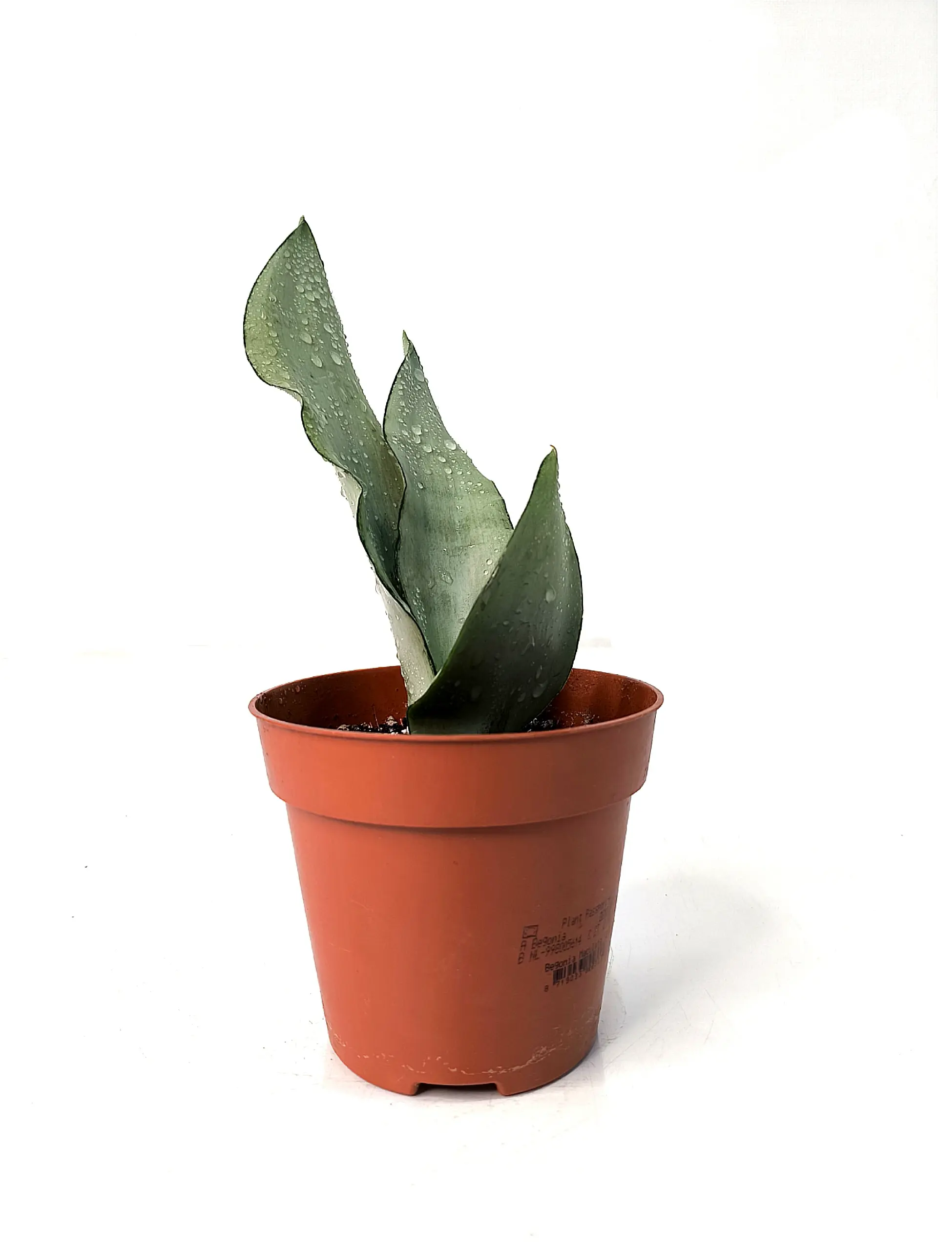 Dracaena trifasciata Moonshine серебристые листья