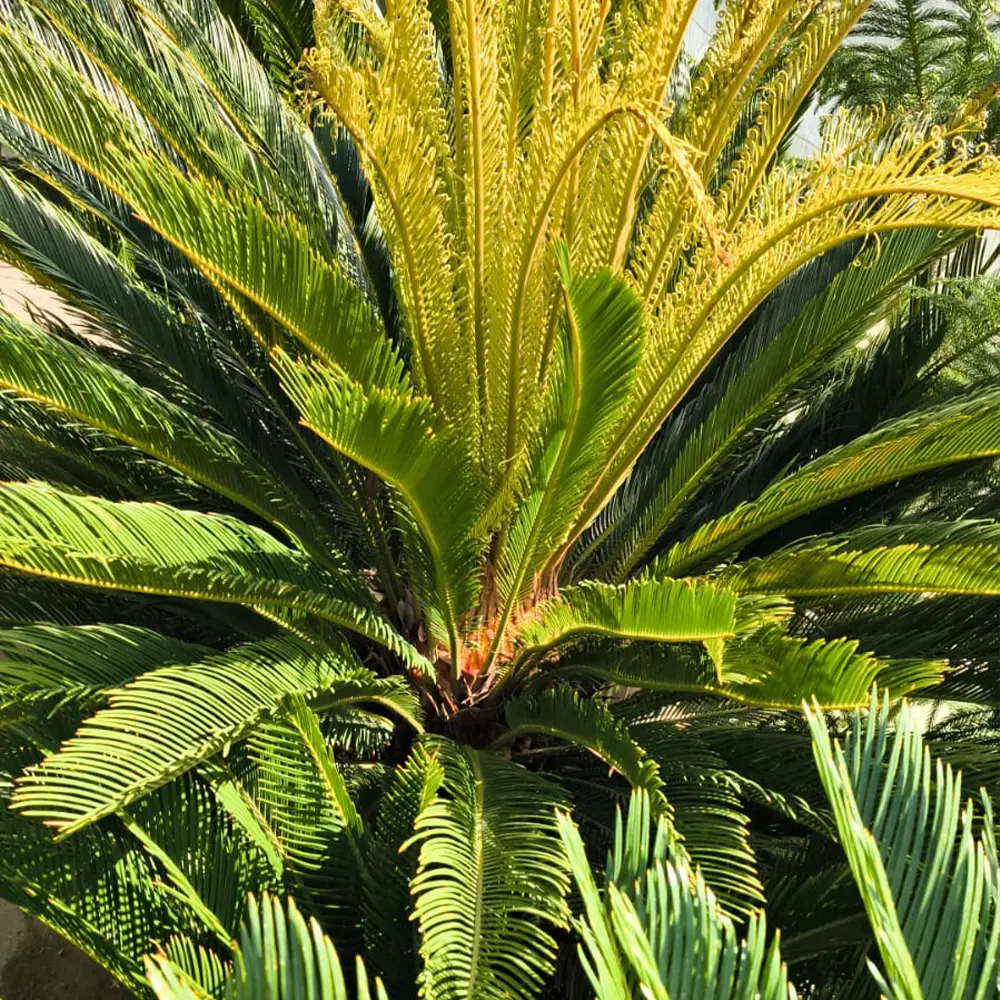 Цикас поникающий / Cycas Revoluta купить