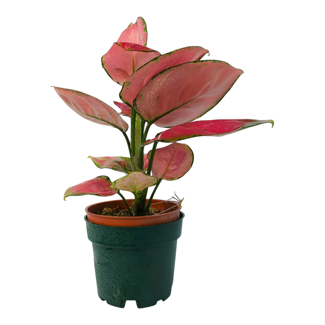 Аглаонема Хонг Руи / Aglaonema Hong Ruì купить