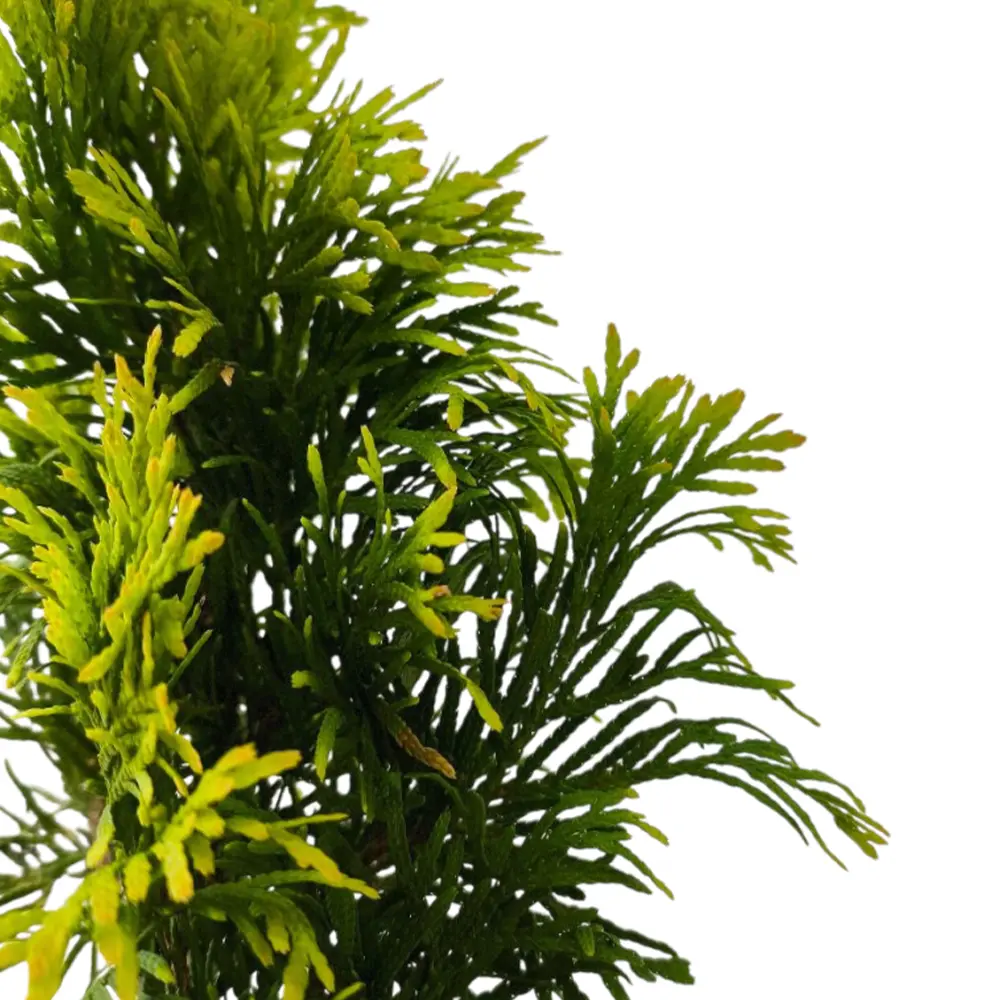 Туя Янтарь / Thuja Gold Jantar купить